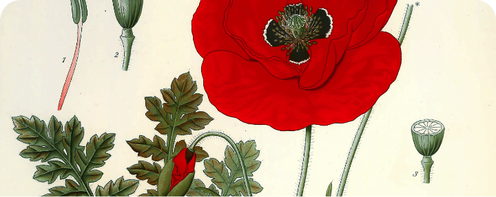 Single Post Header Image