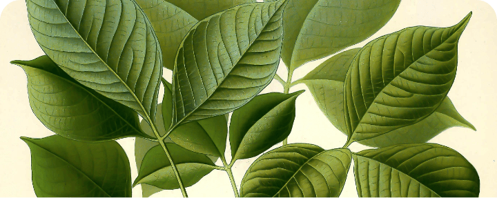 Single Post Header Image
