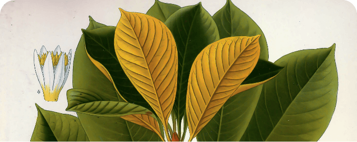 Single Post Header Image